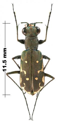 Myriochila melancholica